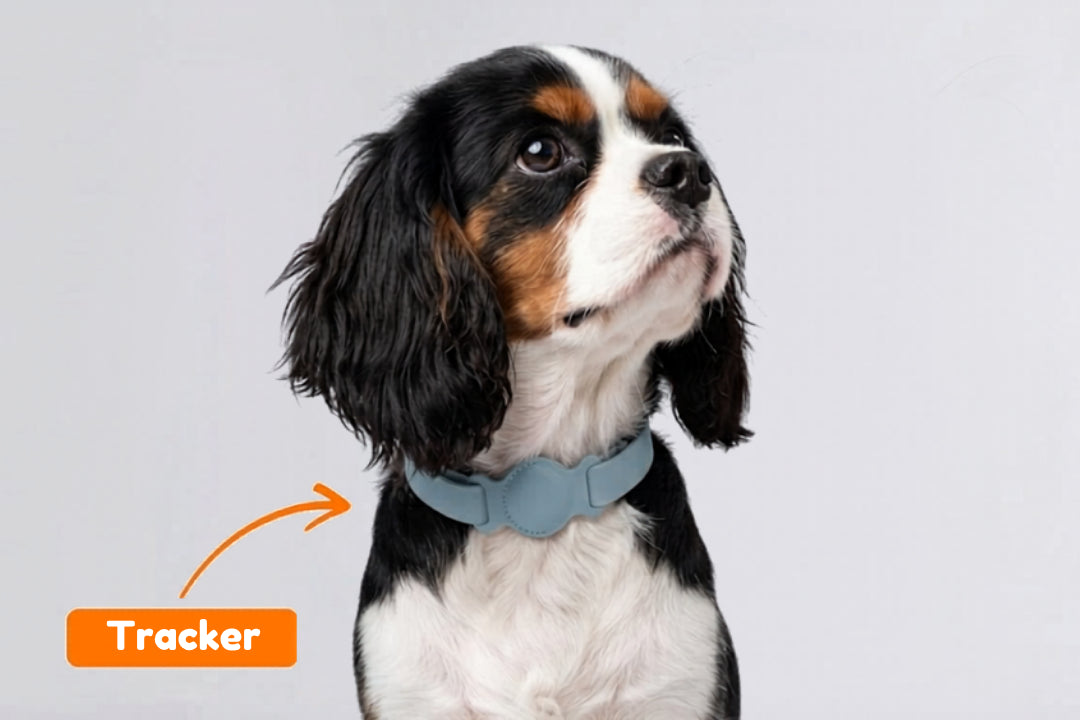 GPS Tracker Hund ohne Abo | Komplettset mit Halsband  Emmalove