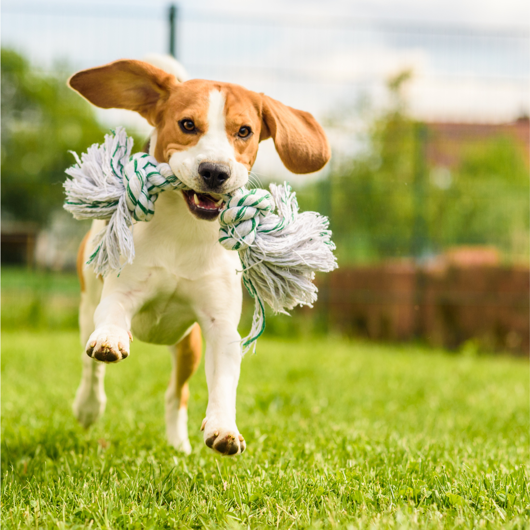 Die Bedeutung von Spielzeug für Hunde: Wie Spielzeug das Verhalten und die geistige Stimulation deines Hundes fördert